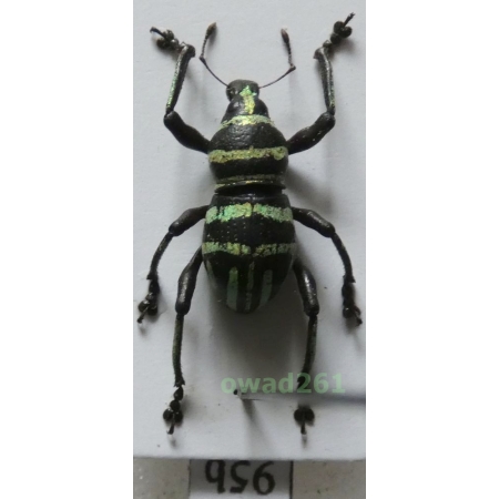 Metapocyrtus chamissoi Schultze, 1925 male Philippines95b